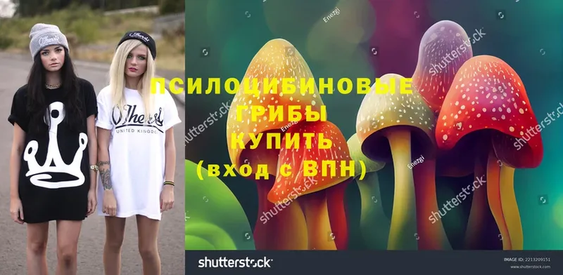 Галлюциногенные грибы Psilocybine cubensis  закладка  Куса 